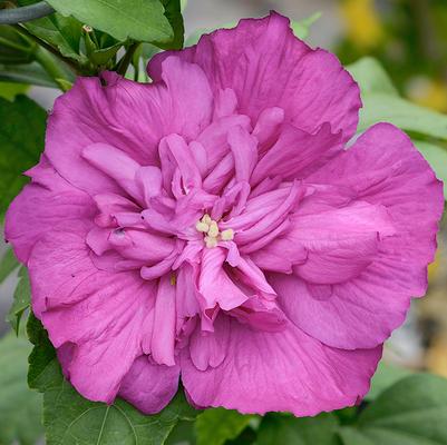 Hibiscus syriacus Magenta Chiffon®