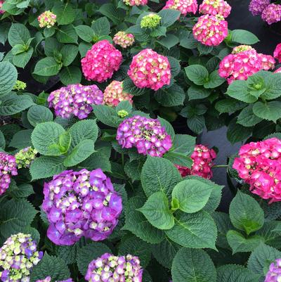 Hydrangea macrophylla Let's Dance Big Band®
