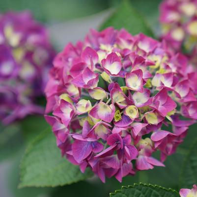 Hydrangea macrophylla Wee Bit Giddy®