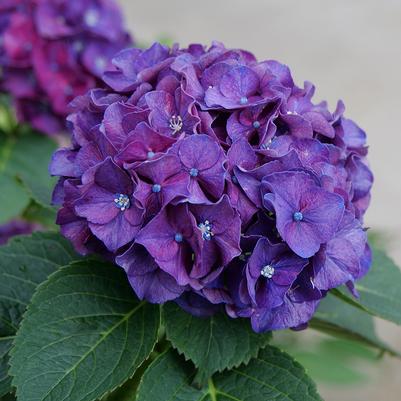 Hydrangea macrophylla Wee Bit Grumpy®