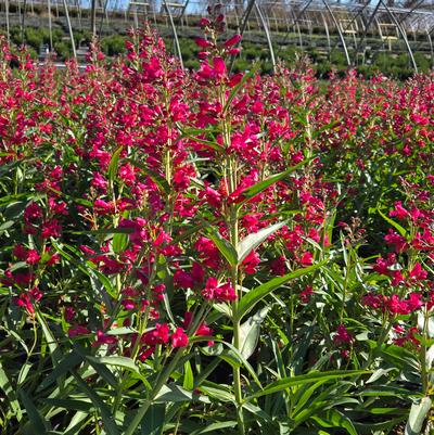 Penstemon barbatus Pristine Deep Rose