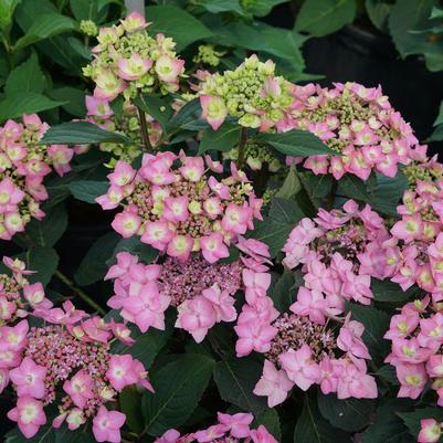Hydrangea x Let's Dance Can Do!®