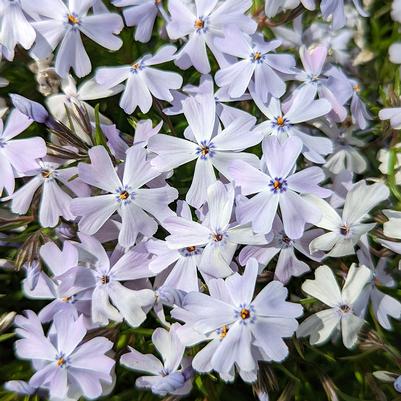 Phlox subulata Spring Blue
