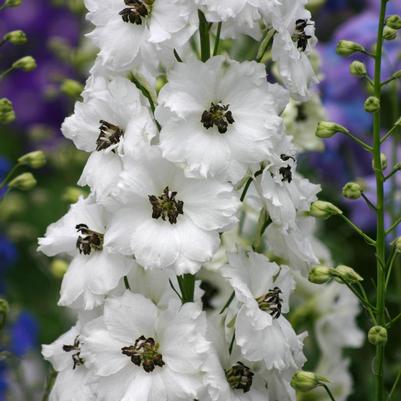 Delphinium New Zealand Delphiniums 'Black Eyed Angels'