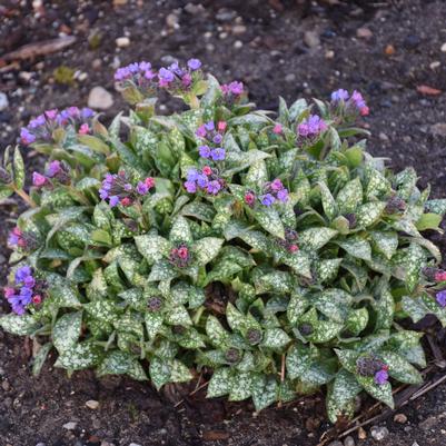 Pulmonaria hybrid 'Spot On'