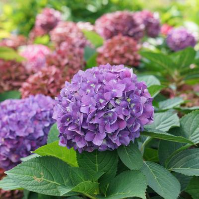 Hydrangea macrophylla Let's Dance ¡Arriba!®