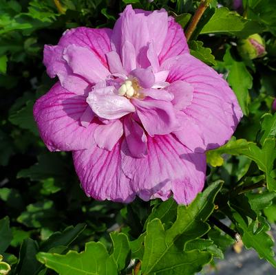 Hibiscus syriacus Dark Lavender Chiffon®