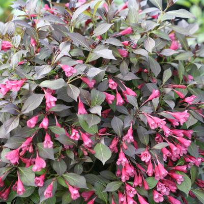 Weigela florida Midnight Wine Shine®