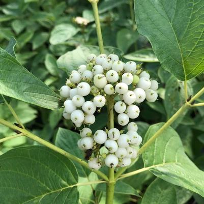 Cornus stolonifera Arctic Fire® Yellow