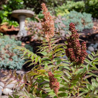 Sorbaria sorbifolia Cherry on Top™