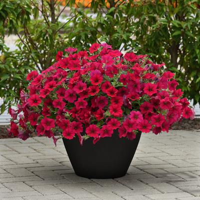 Petunia Wave®