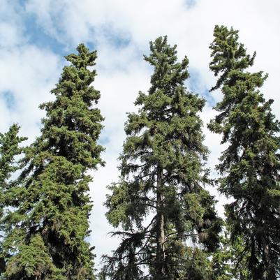 Picea glauca 