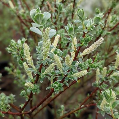 Salix repens 