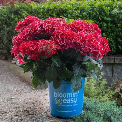 Hydrangea mac. Frill Ride®