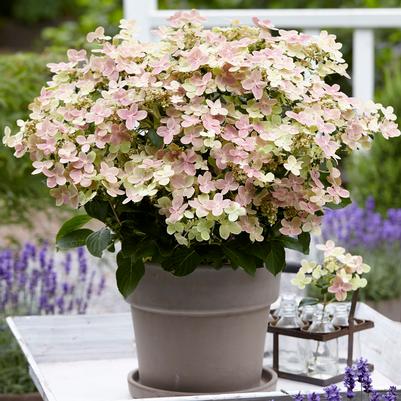 Hydrangea pan. Early Evolution