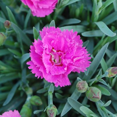 Dianthus Everlast™ Orchid