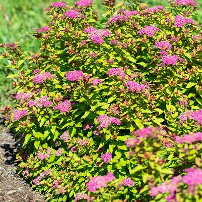 Spiraea japonica Empire® Northern Lights™