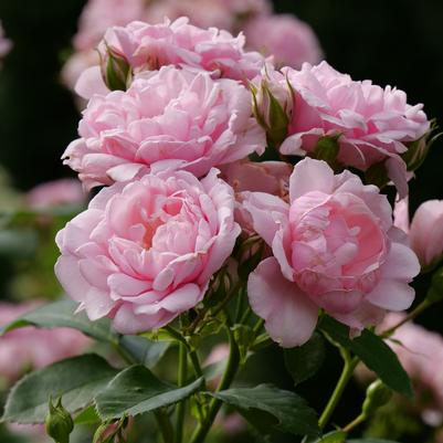 Rosa x Reminiscent® Pink