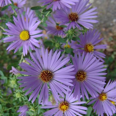 Aster oblongifolius 'October Skies'