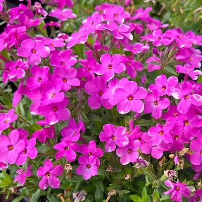 Phlox x 'Woodlander Pink'