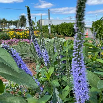 Veronica x 'Seaside'
