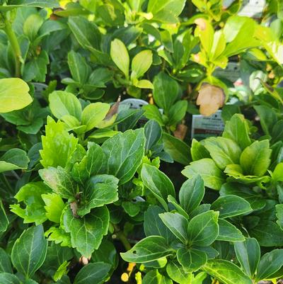 Pachysandra term. 'Green Carpet'