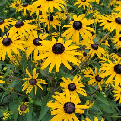 Rudbeckia fulgida 'Goldblitz'