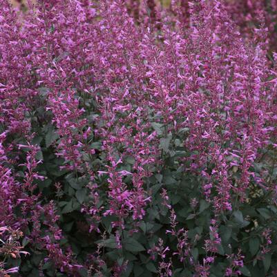 Agastache hybrid 'Royal Raspberry'