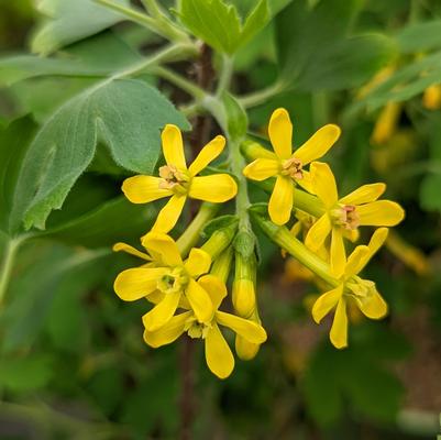 Ribes odoratum Sunny Bouquet™