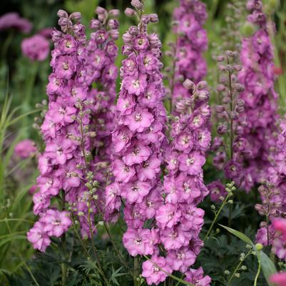 Delphinium Delgenius® 'Chantay'