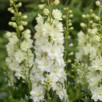 Delphinium Delgenius™ 'Neva'