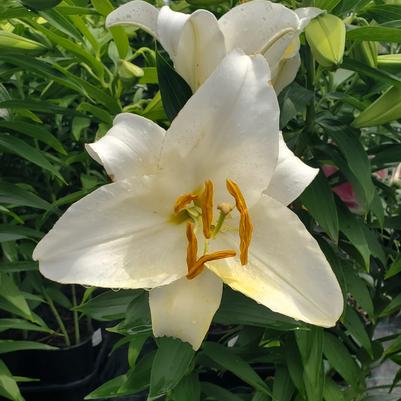 Lilium orientale 'Casa Blanca'