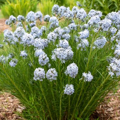 Amsonia x 'String Theory'