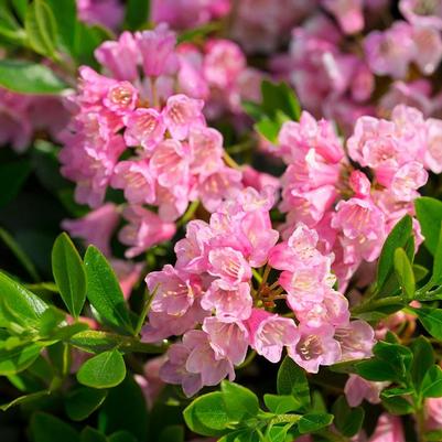 Rhododendron micrantha Bloombux® Magenta