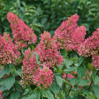 Hydrangea paniculata Pinky Winky Prime™
