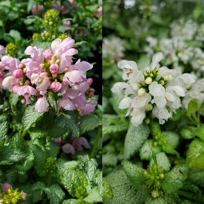 Lamium Medley Mix