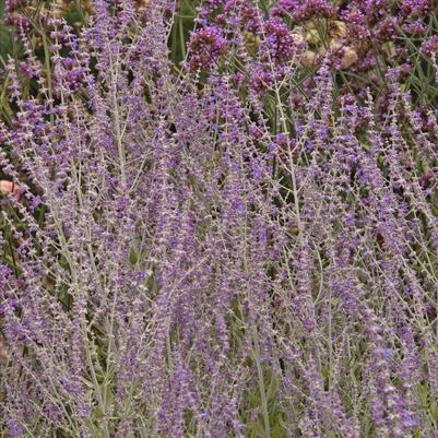 Perovskia 'Little Spire'