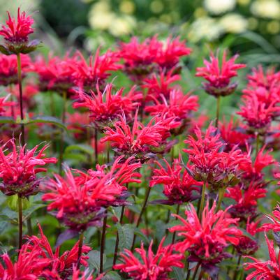 Monarda hybrid Upscale® Upscale® 'Red Velvet'