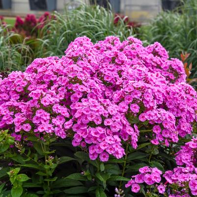 Phlox paniculata Luminary® 'Prismatic Pink'