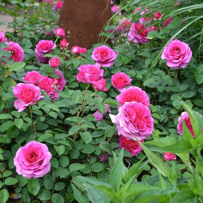 Rosa Showpiece™ Berry