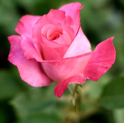 Rosa True Bliss
