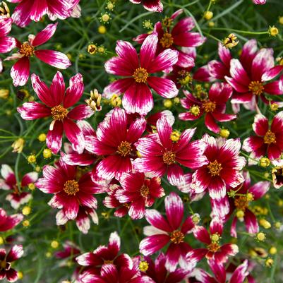Coreopsis verticillata Designer Threads™ 'Heartstrings'