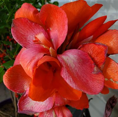 Canna x generalis Cannova® Bronze Orange