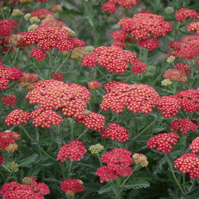 Achillea x 'Firefly Red Pop'