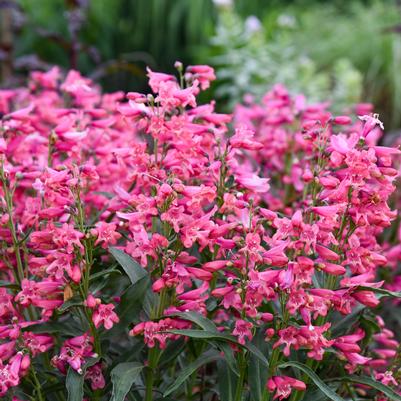 Penstemon barbatus BEJEWELED™ 'Pink Pearls'