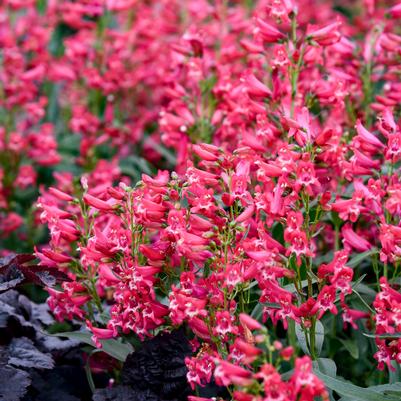 Penstemon barbatus BEJEWELED™ 'Rose Rhinestones'