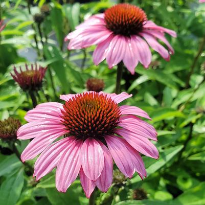 Echinacea x 'Sunmagic Vintage Fuchsia'