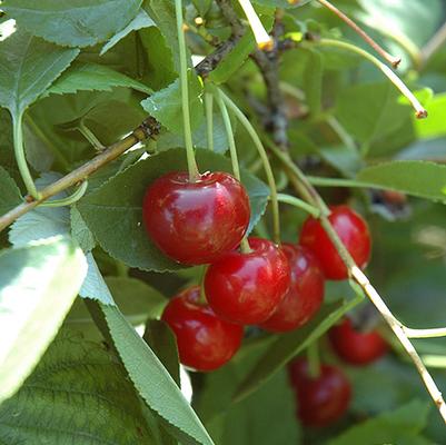 Prunus Romance 'Crimson Passion'