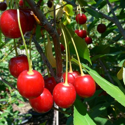 Prunus Romance 'Cupid'