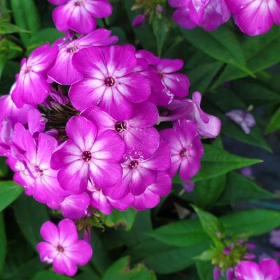 Phlox Volcano® Volcano® Purple with White Eye